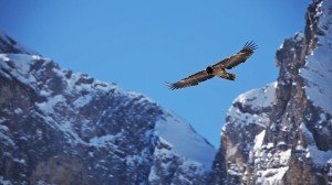 Jeune gypaète barbu en vol
