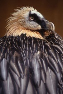 Portrait de gypaète barbu