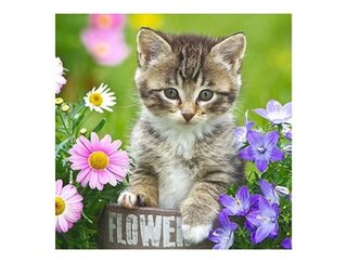 Accessoires MICROFIBRE Bébés Chatons