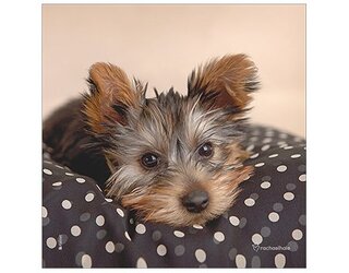 Produits entretien MICROFIBRE Rachael Hale 2