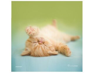 Produits entretien MICROFIBRE Rachael Hale 2