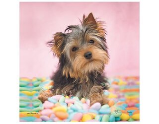 Produits entretien MICROFIBRE Rachael Hale 2