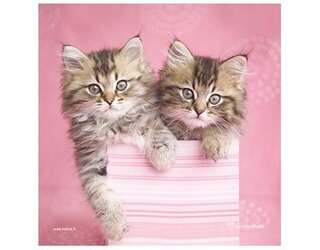 Produits entretien MICROFIBRE Rachael Hale 2