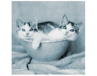 Produits entretien MICROFIBRE Rachael Hale 2