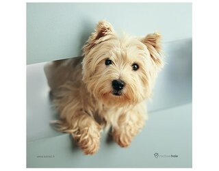 Produits entretien MICROFIBRE Rachael Hale 2