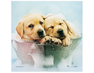 Produits entretien MICROFIBRE Rachael Hale 2