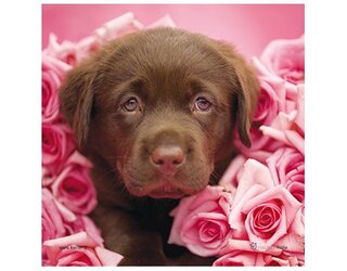 Produits entretien MICROFIBRE Rachael Hale 2