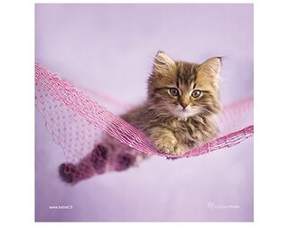 Produits entretien MICROFIBRE Rachael Hale 2