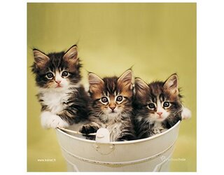 Produits entretien MICROFIBRE Rachael Hale 2