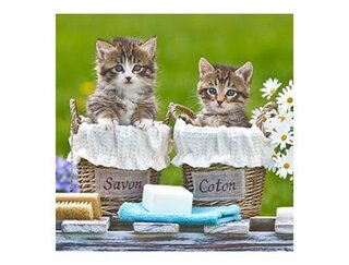 Produits entretien MICROFIBRE Bébés Chatons