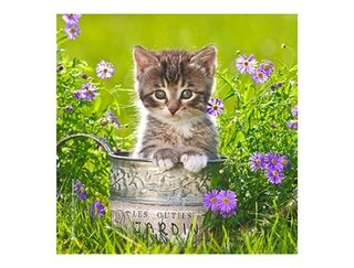 Produits entretien MICROFIBRE Bébés Chatons