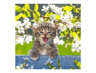 Produits entretien MICROFIBRE Bébés Chatons