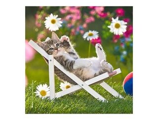 Produits entretien MICROFIBRE Bébés Chatons