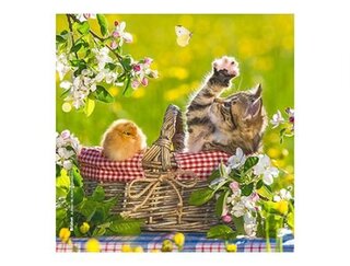 Produits entretien MICROFIBRE Bébés Chatons