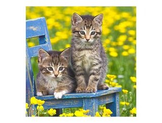 Produits entretien MICROFIBRE Bébés Chatons