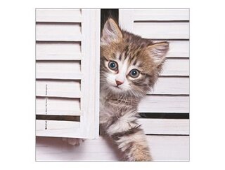 Produits entretien MICROFIBRE Bébés Chatons