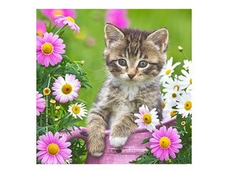 Produits entretien MICROFIBRE Bébés Chatons