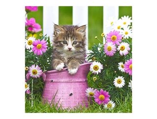 Produits entretien MICROFIBRE Bébés Chatons