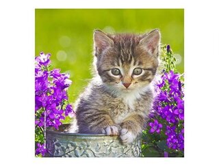 Produits entretien MICROFIBRE Bébés Chatons