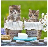 Produits entretien MICROFIBRE Bébés Chatons