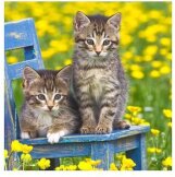 Produits entretien MICROFIBRE Bébés Chatons