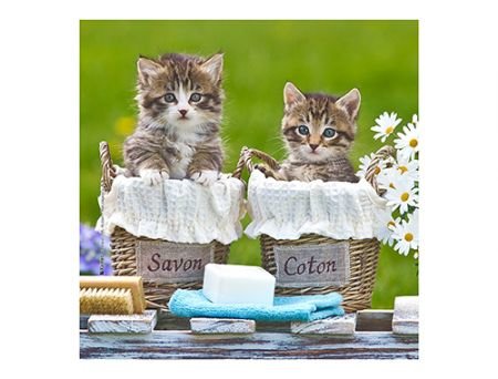 MICROFIBRE Bébés Chatons MICROFIBRE Bébés Chatons