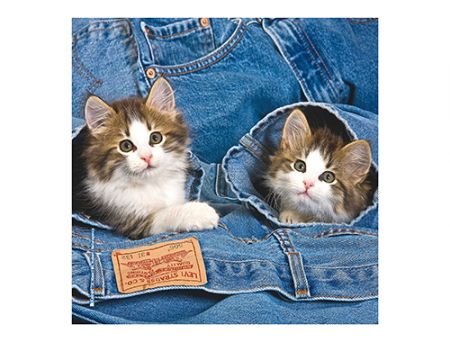 MICROFIBRE Bébés Chatons MICROFIBRE Bébés Chatons