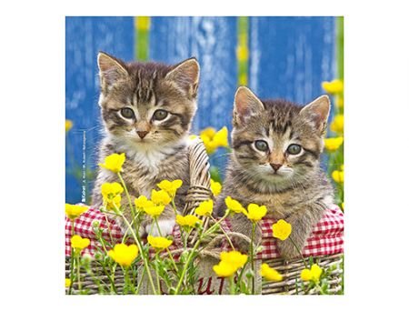 MICROFIBRE Bébés Chatons MICROFIBRE Bébés Chatons