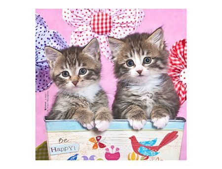 MICROFIBRE Bébés Chatons MICROFIBRE Bébés Chatons